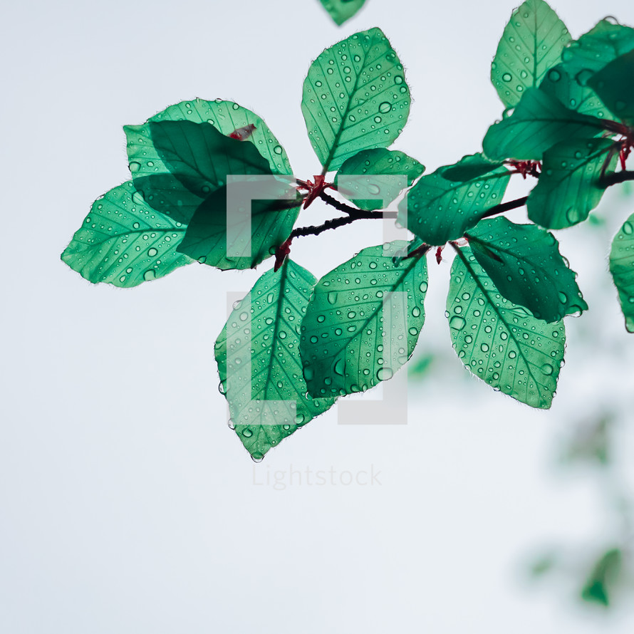 green tree leaves in springtime in the nature