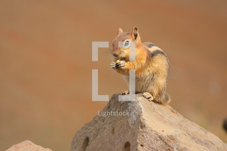 Chipmunk holding and eating a nut while sitting on a rock.