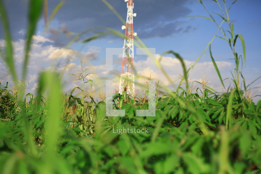 communication tower in a corn field