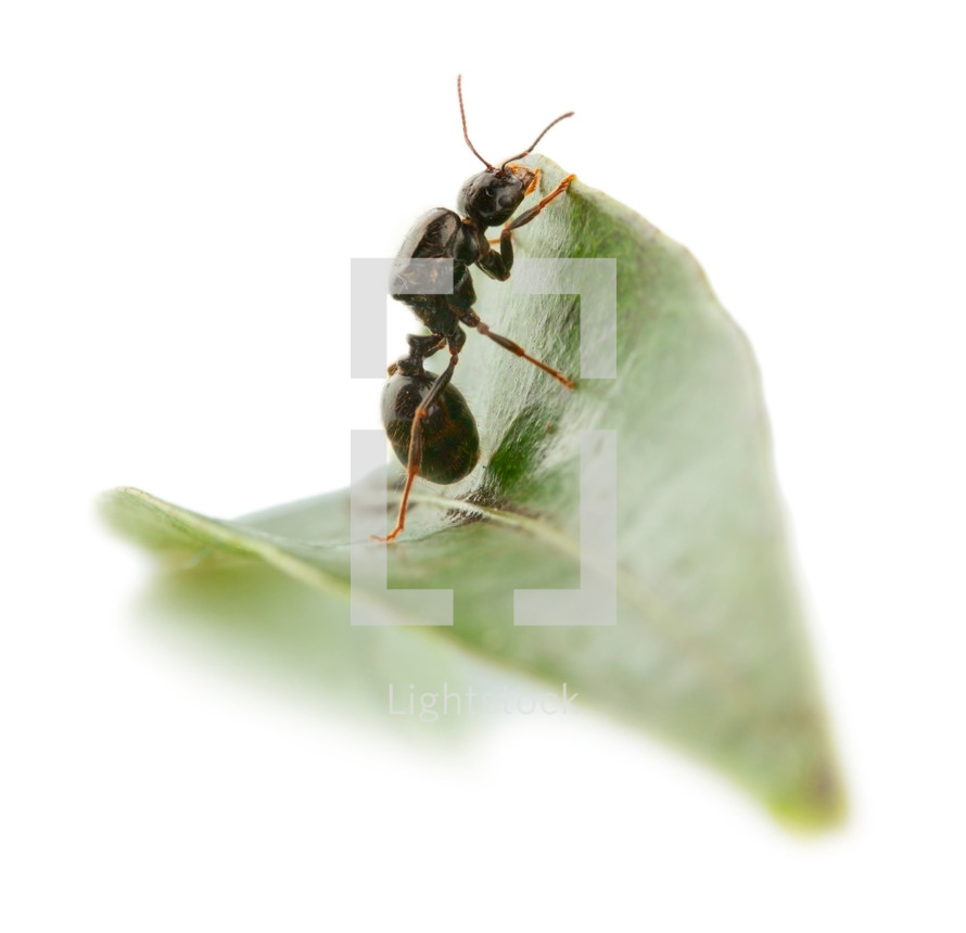Ant wants to overcome a leaf 