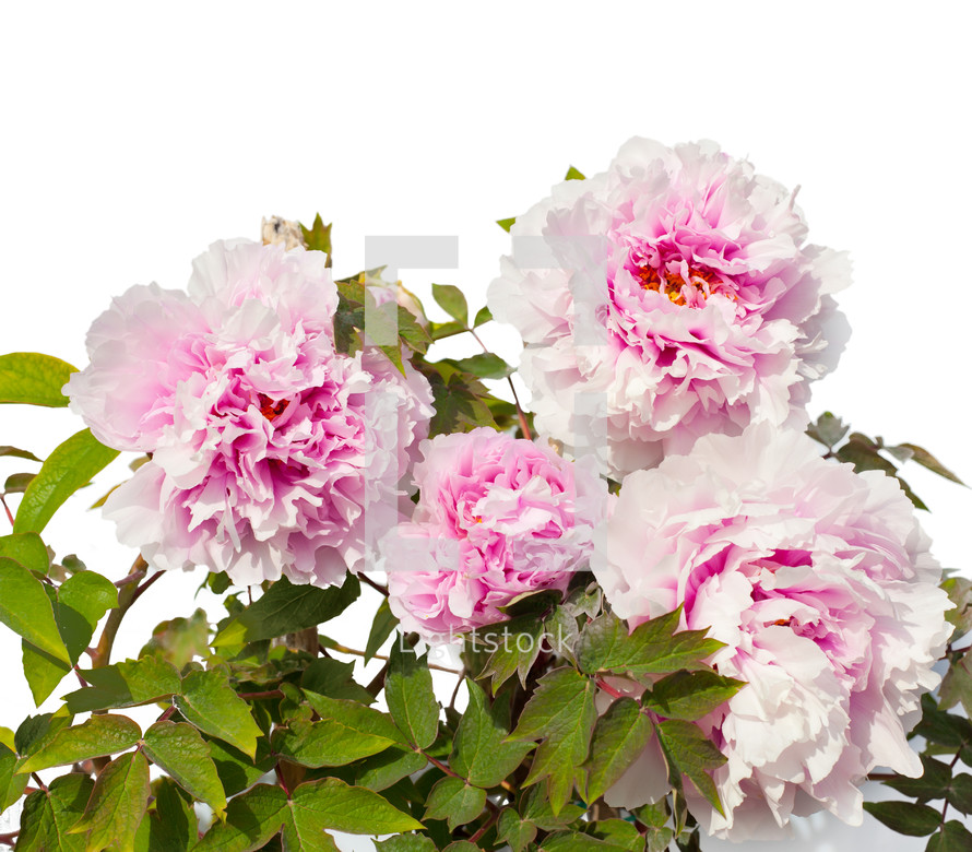 Pink peony flowers isolated on white background