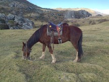 A horse with a saddle grazing on a rocky hillside.