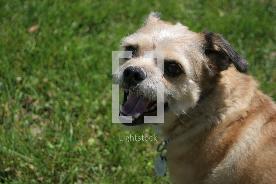 Terrier dog on green grass in summer