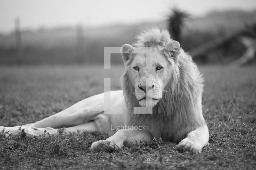 lion lying in the grass