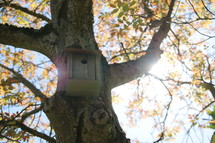 Sunshine on a birdhouse on a tree.
