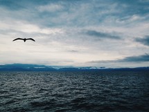 Seagull flying over the ocean water under a cloudy sky.