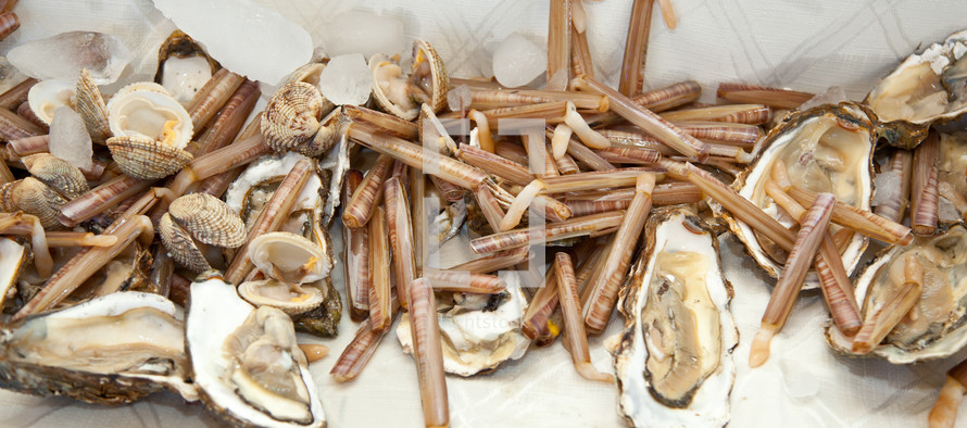 Food, razor clams with oysters on ice