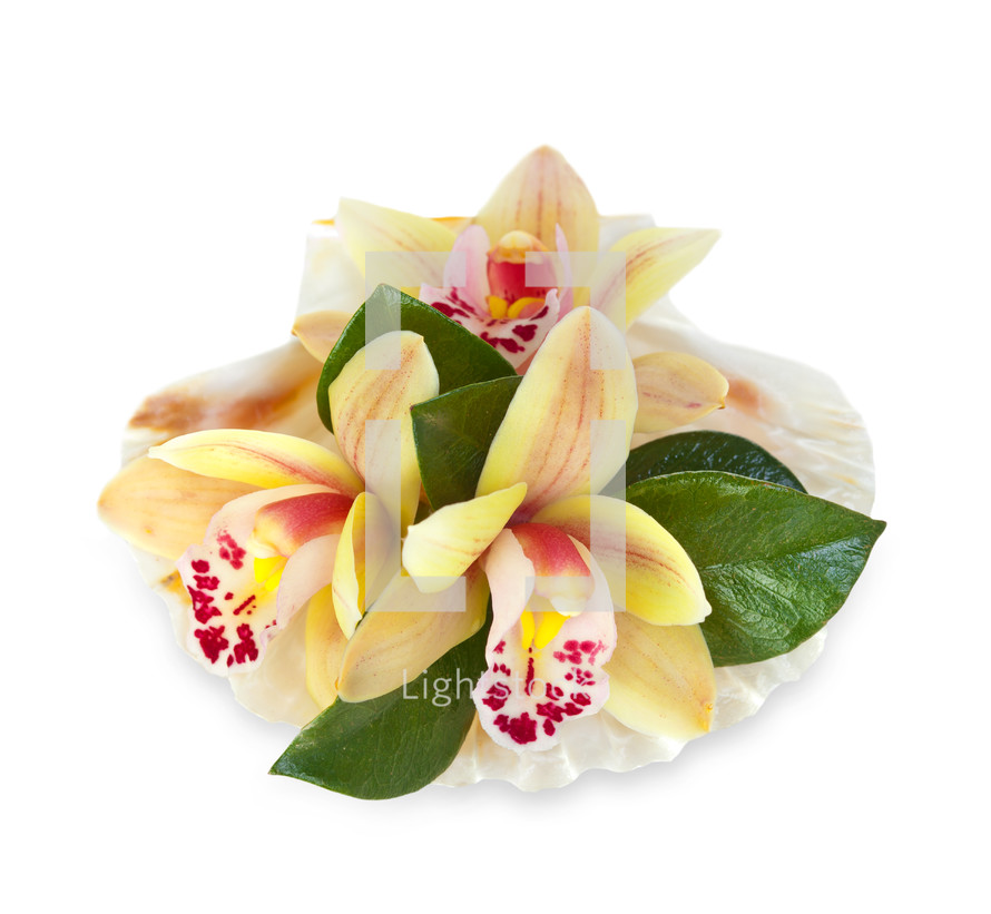 Orchid flowers in the seashell on white background
