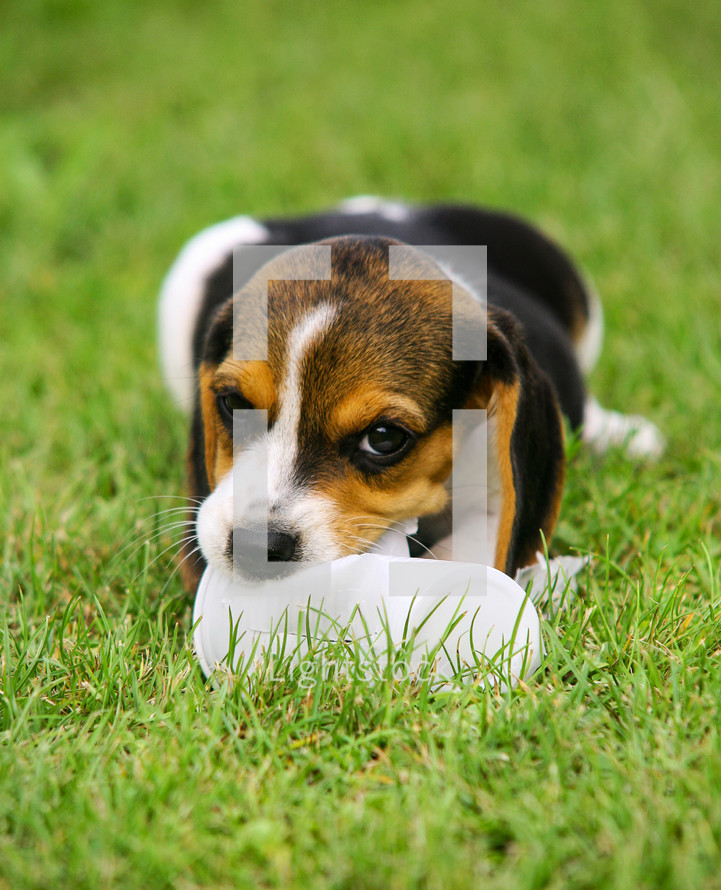a puppy in Grass