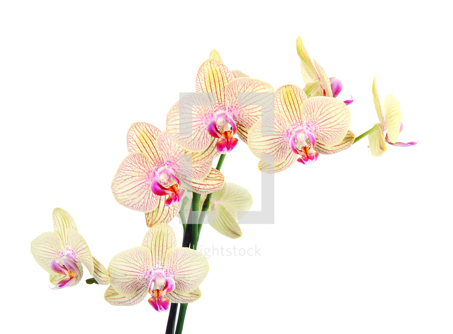 Yellow and pink orchid flowers on white background