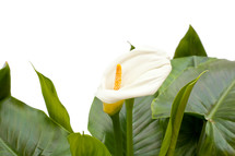 White Calla lilies with leaf isolated on a white background