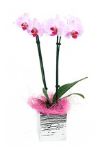 Pink orchid flowers on white background
