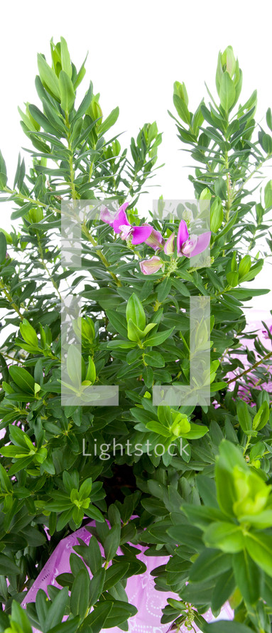 Polygala polygala on white background