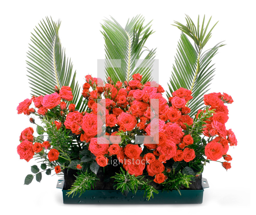 Flowerpot with small red roses and branches of cycas revoluta.