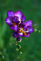 Beautiful purple freesia in the garden