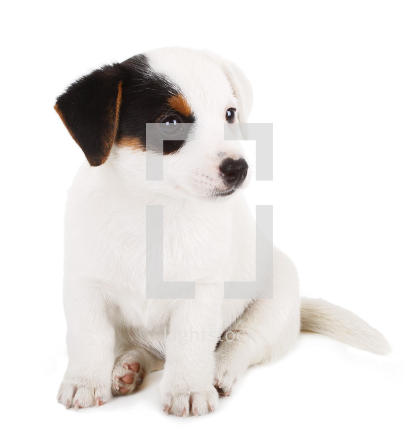 puppy on a white background 