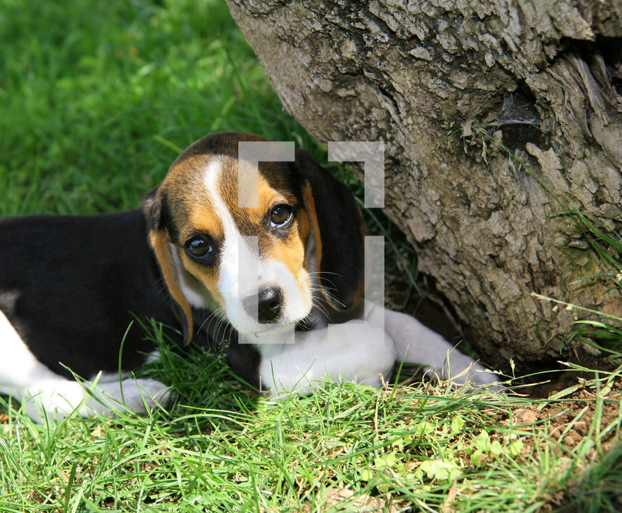 Jack Russel puppy outdoors 
