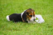 a puppy in grass