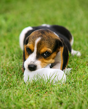 a puppy in Grass
