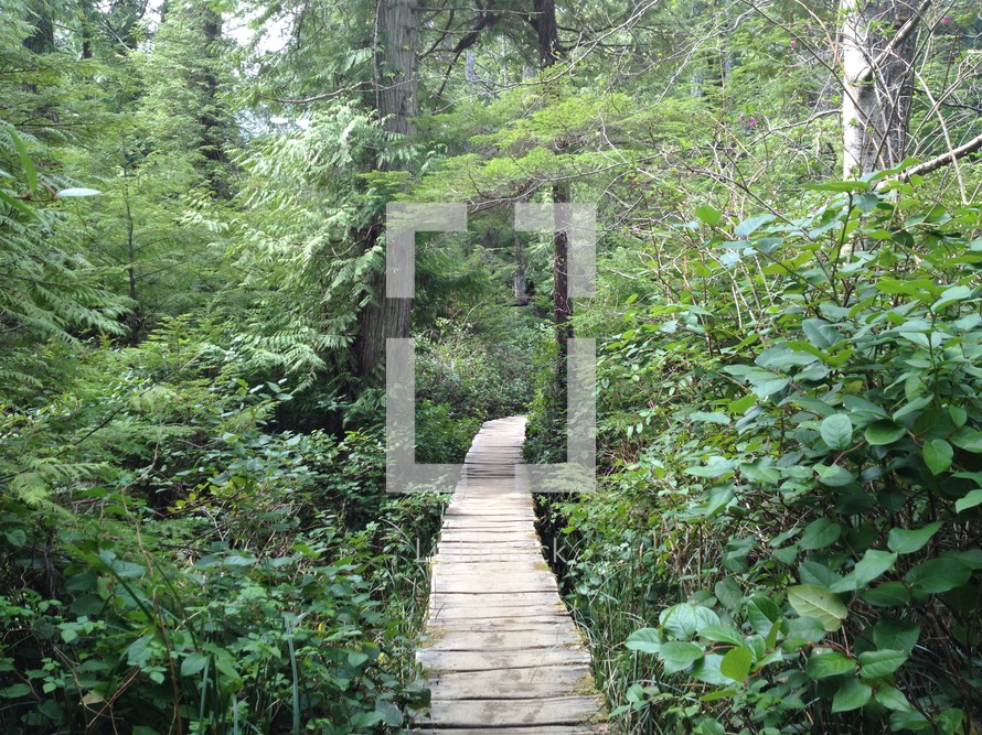 A wooden path cuts through the forest