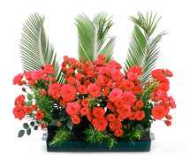Flowerpot with small red roses and branches of cycas revoluta.