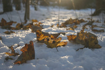 brown leaves on snow 