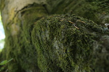 A moss covered tree branch.