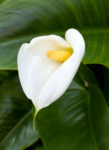 Close up of white Calla lilies with leaf