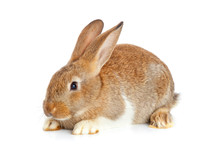 One cute rabbit sitting on white background