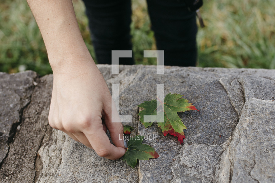 person placing colorful leaves on stone 