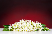 Jasmine flowers on white table and red background