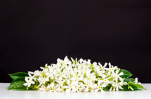 Jasmine flowers on white table and black background