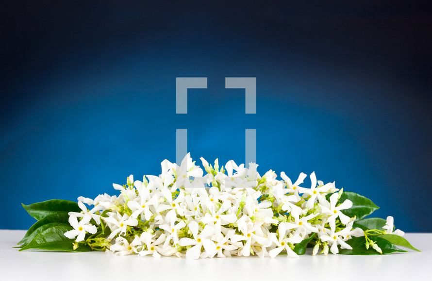 Jasmine flowers on white table and blue background