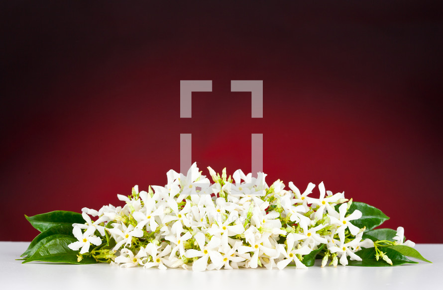 Jasmine flowers on white table and red background