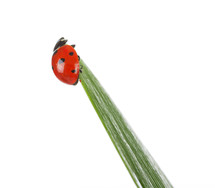 lady bug on a blade of grass