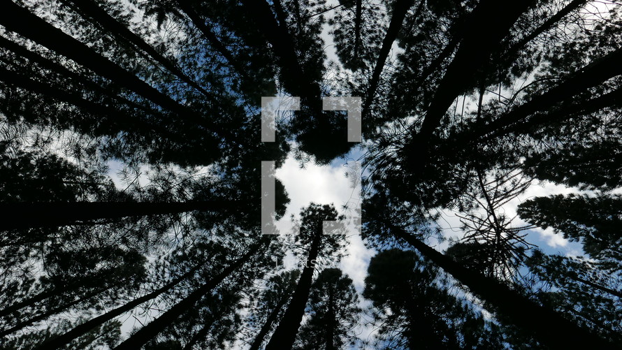 looking up to the top of trees in a forest 