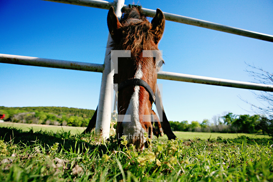 horse grazing on grass