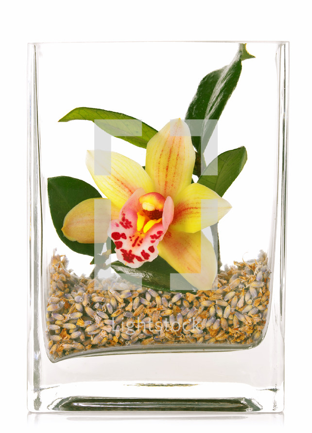 Orchid flowers in glass jar on white background