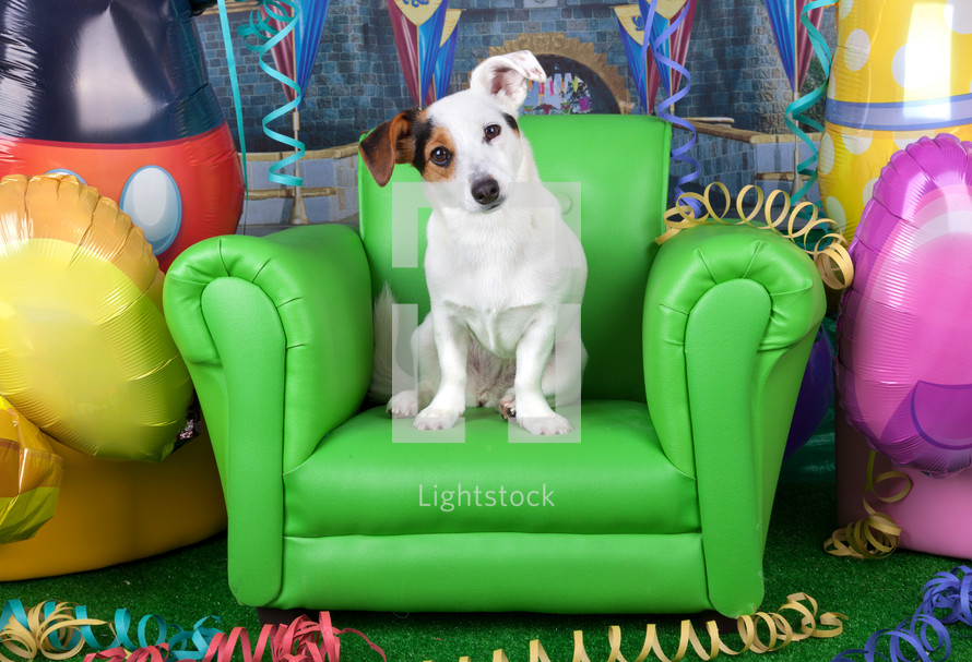 jack russell on a green armchair