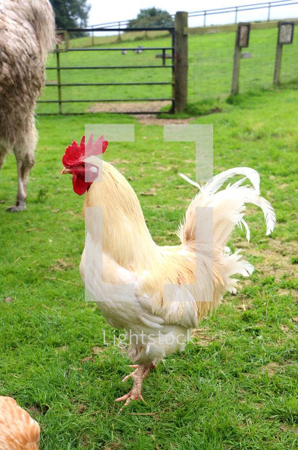 chicken on a farm 