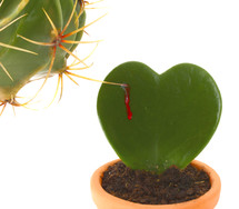 Heart shaped cactus while is stung by another plant with thorns.