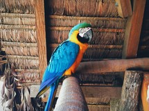 macaw bird 