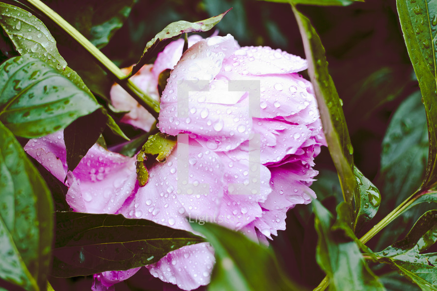wet pink flower 
