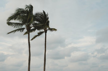 palm trees blowing in the wind 