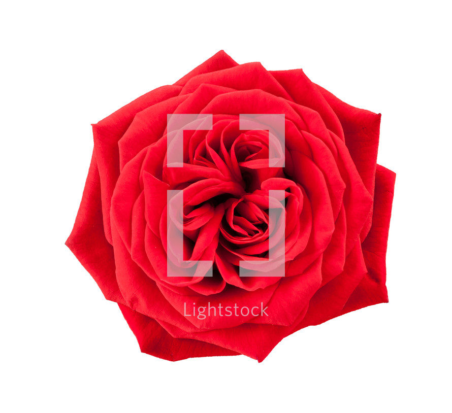 red rose on a white background 