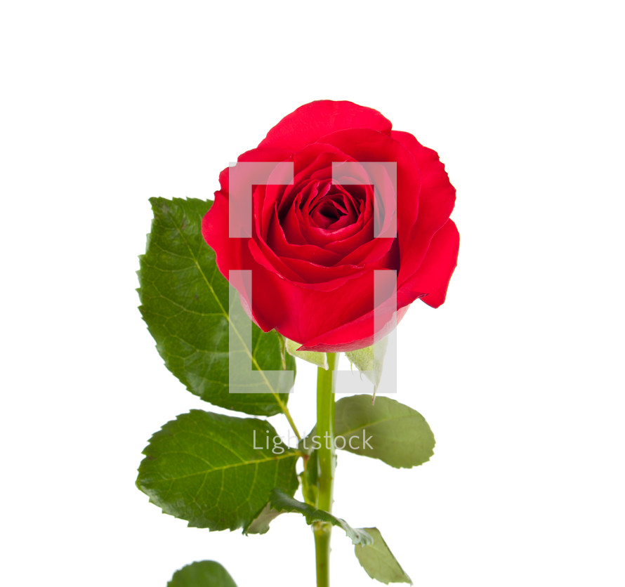 red long stem rose 