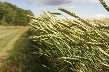 A grassy lane next to tall wheat.