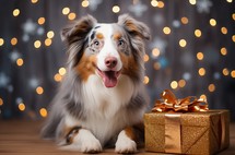 An Australian Shepherd dog sitting beside a golden New Year's gift box