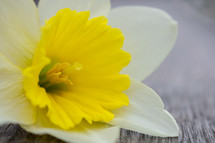 daffodil flower 