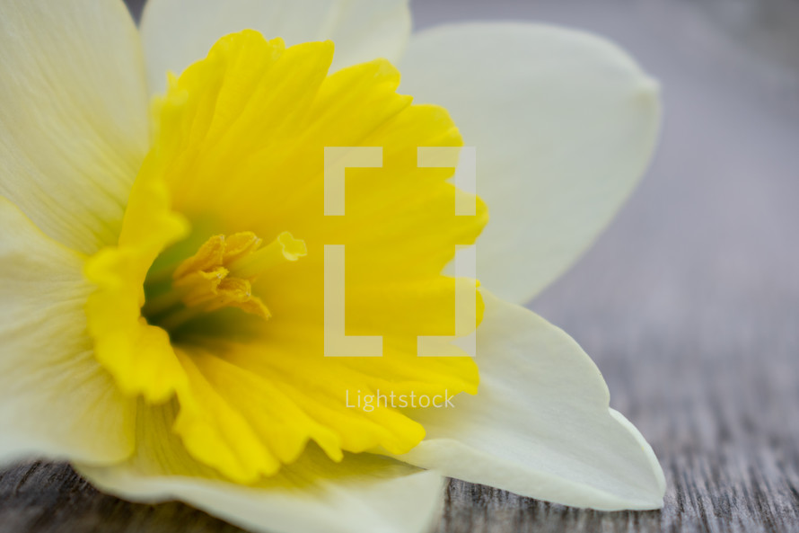daffodil flower 